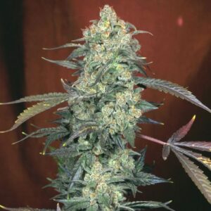 ak 47 strain feminized cannabis seeds
