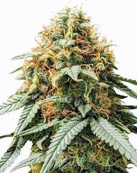 acapulco gold feminized cannabis seeds 10pcs