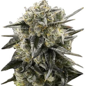 blue cookies strain feminized cannabis seeds 5pcs