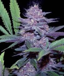 blue dream strain feminized cannabis seeds 5pcs