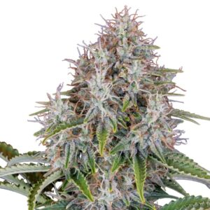 Blue Haze Feminized Cannabis Seeds