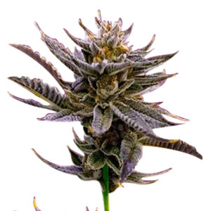 blueberry strain autoflowering cannabis seeds