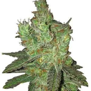 bruce banner 2.0 strain feminized cannabis seeds 5pcs