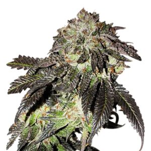 bruce banner strain feminized cannabis seeds 5pcs