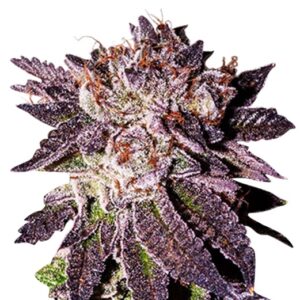 bubba kush feminized cannabis seeds 5 seeds
