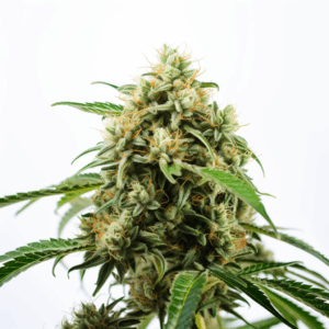 cb diesel cbd strain feminized cannabis seeds 5pcs