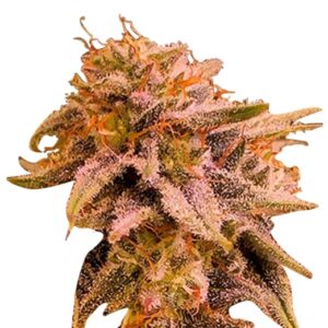 candyland peyote strain feminized cannabis seeds 5pcs