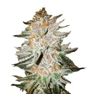 cherry punch strain feminized cannabis seeds 5pcs