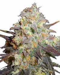 chocolope strain feminized cannabis seeds 5pcs