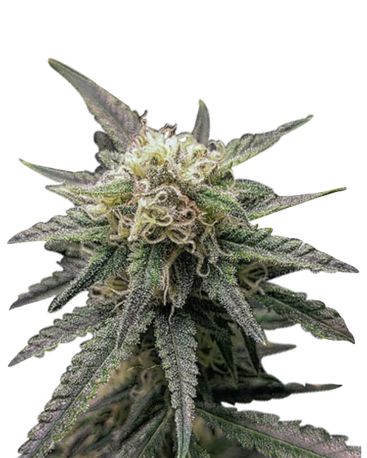 crown royale strain feminized cannabis seeds 25pcs crown royale strain feminized cannabis seeds 25pcs
