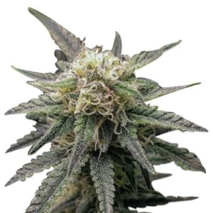 crown royale strain feminized cannabis seeds 5pcs