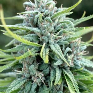 durban poison strain feminized cannabis seeds 5pcs