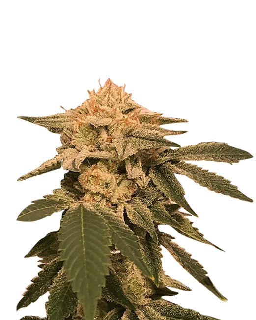 dwarf king strain autoflowering cannabis seeds