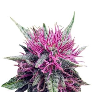 gelato strain feminized cannabis seeds 5pcs