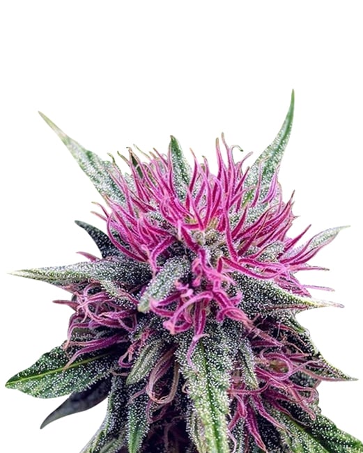 gelato strain feminized cannabis seeds