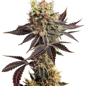 girl scout cookies strain feminized cannabis seeds 5pcs