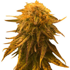 gorilla glue #4 strain feminized cannabis seeds 5pcs