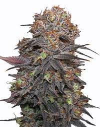 grandaddy purple strain feminized cannabis seeds 5pcs