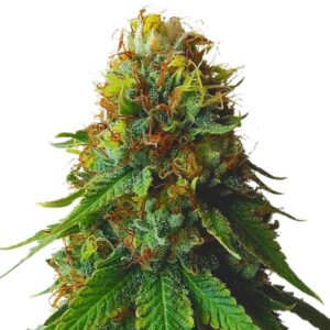 green crack strain feminized cannabis seeds 5pcs