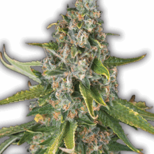 jack herer strain feminized cannabis seeds