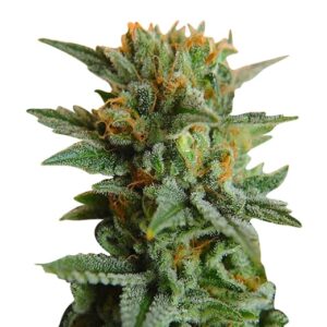 Northern Lights Strain Feminized Cannabis Seeds