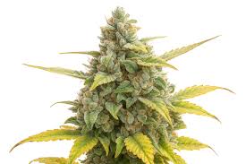 og kush haze feminized cannabis seeds 5pcs
