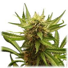 pineapple express strain feminized cannabis seeds 5pcs
