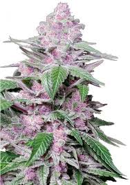 purple kush feminized seeds