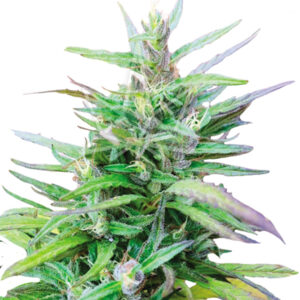 sativa star feminized cannabis seeds 5pcs
