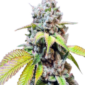 skunkberry strain feminized cannabis seeds 5pcs