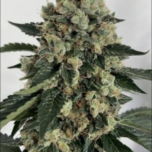 sour diesel strain feminized cannabis seeds 5pcs