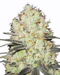 strawberry cough strain feminized cannabis seeds 5pcs