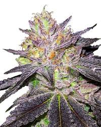 wedding cake strain feminized cannabis seeds