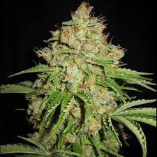 white russian strain fast version cannabis seeds 5pcs