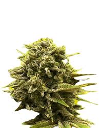 A La Mode Strain Feminized Marijuana Seeds