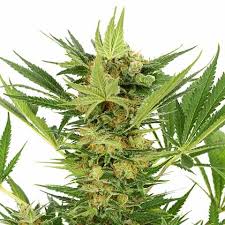 ak47 feminized marijuana seeds