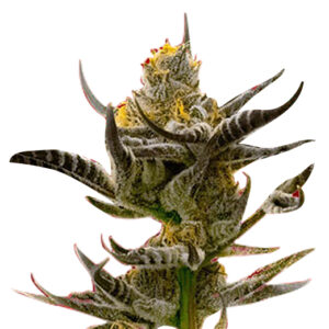afghan kush feminized cannabis seeds