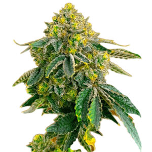 Afghan Strain Feminized Cannabis Seeds