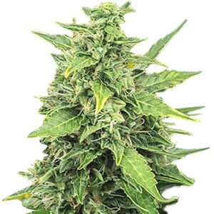 agent orange strain feminized cannabis seeds
