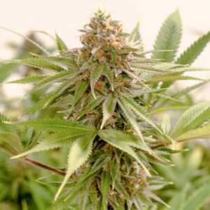 agent orange strain feminized marijuana seeds