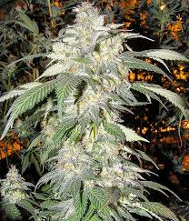 alaskan thunder fuck strain feminized marijuana seeds