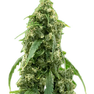 alien gorilla glue strain feminized cannabis seeds