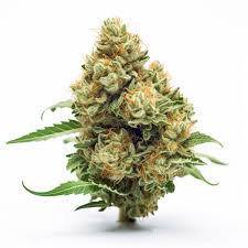 American Pie Strain Feminized Marijuana Seeds