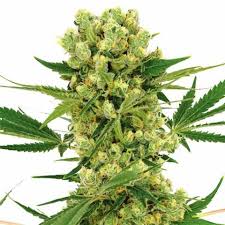 Amnesia Haze Feminized Cannabis Seeds