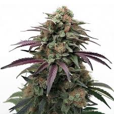Apple Fritter Strain Feminized Marijuana Seeds
