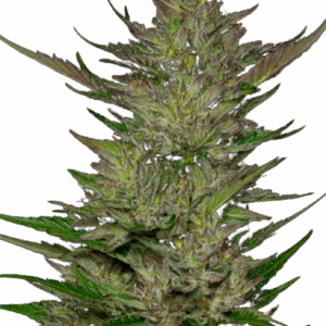 area 51 fruitz feminized cannabis seeds