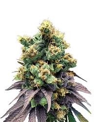 Area 51 Fruitz Strain Feminized Marijuana Seeds.jpg