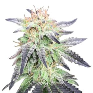 auto cbd blueberry strain feminized cannabis seeds