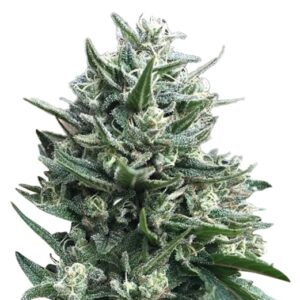 Auto CBD White Widow Cannabis Seeds