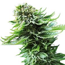 b 52 strain feminized marijuana seeds